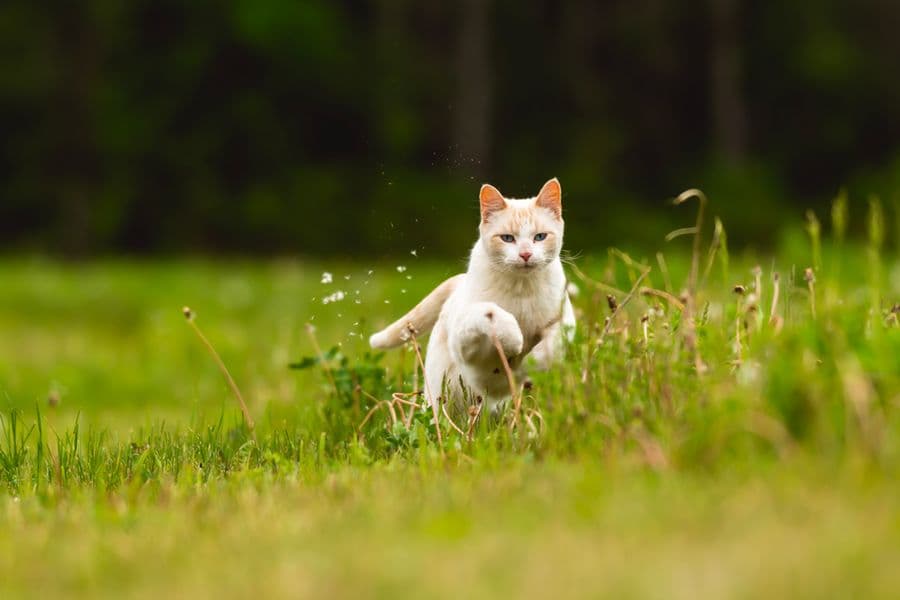 Comment savoir si mon chat souffre d’arthrose ?