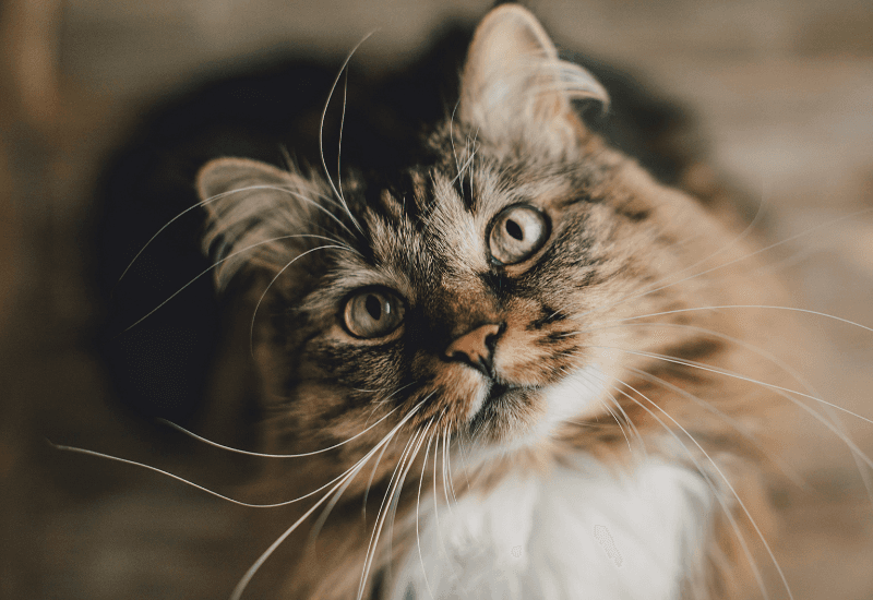 Idiopathic Cystitis: What If It’s All in Your Head?
