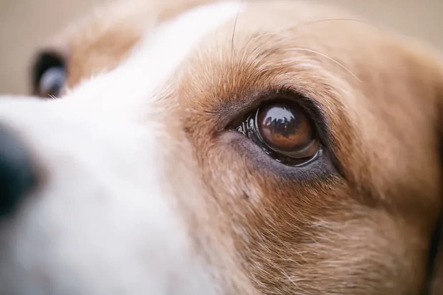 Le système visuel du chien et du chat