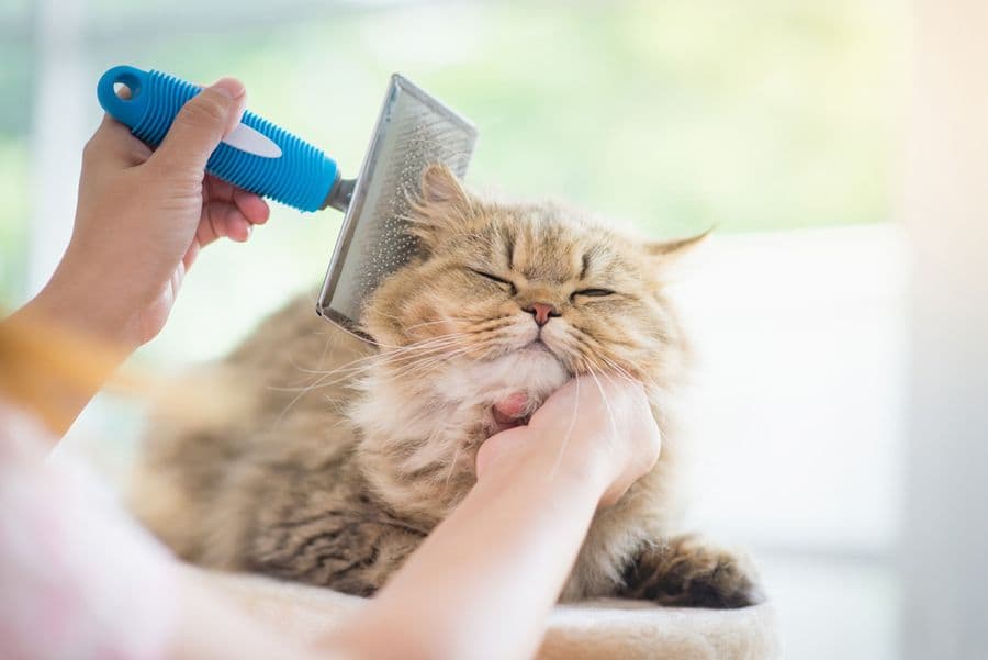 La routine de soin cutanée pour chiens et chats
