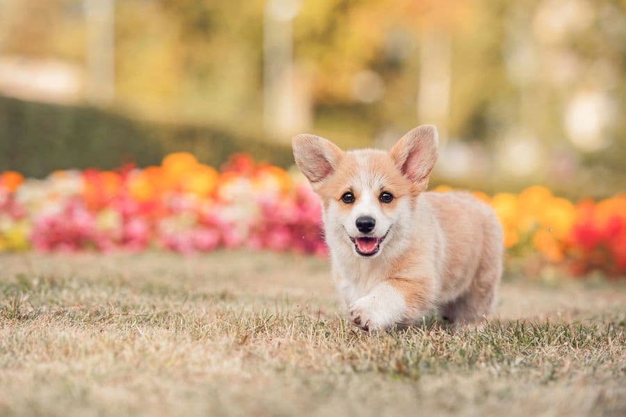 Sur le continent européen, le Corgi