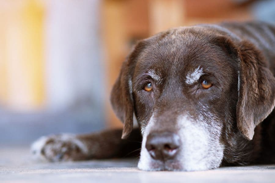 When My Dog’s Eyes Age…