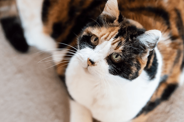 Mon chat vieillit : que puis-je mettre en place pour améliorer son quotidien ?