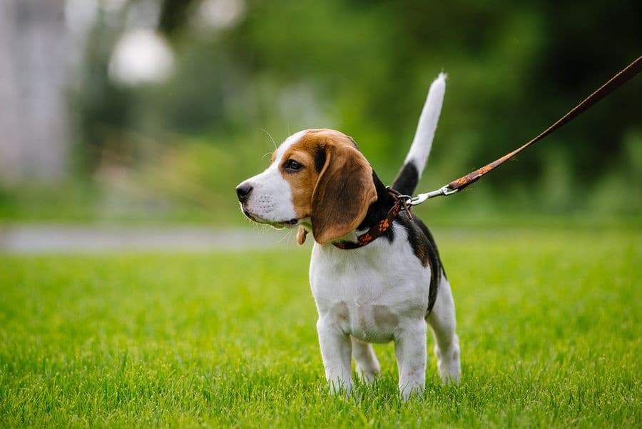 Comment apprendre à mon chien à marcher en laisse ?