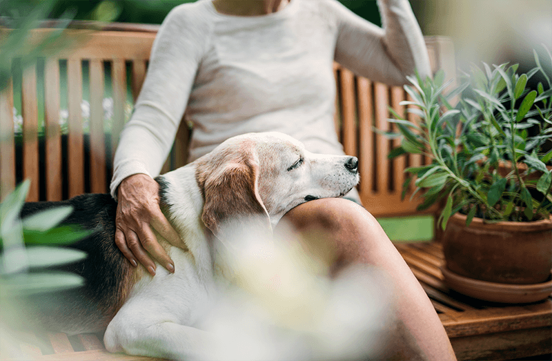 Qu’est-ce qu’un animal sénior ?