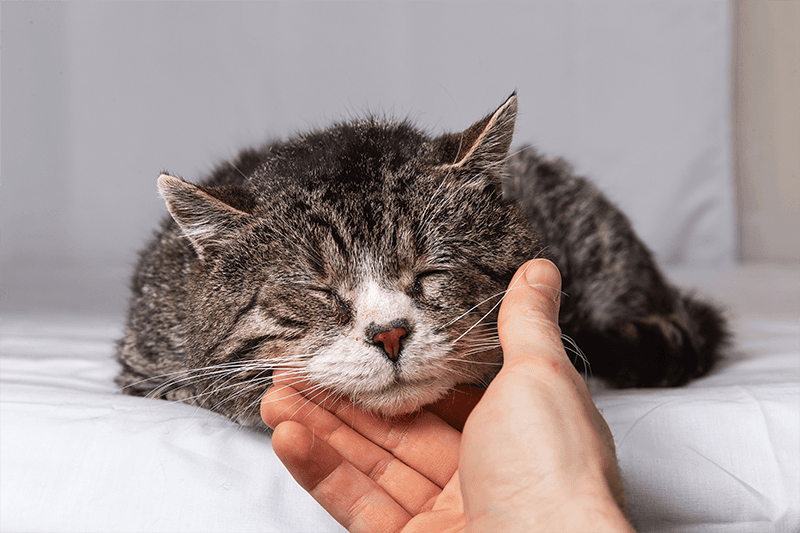 Les maladies courantes chez les animaux séniors