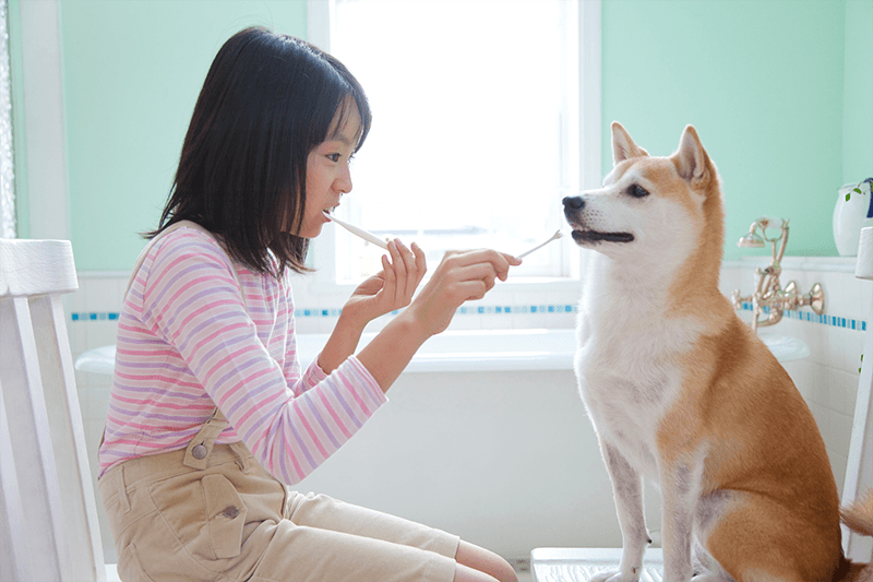 Comment préserver la santé bucco-dentaire de votre animal ?