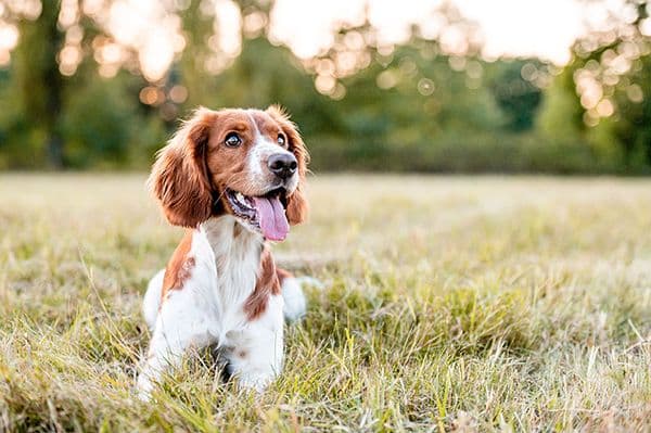 Pollens et irritations : comment protéger les yeux de votre animal ce printemps ?