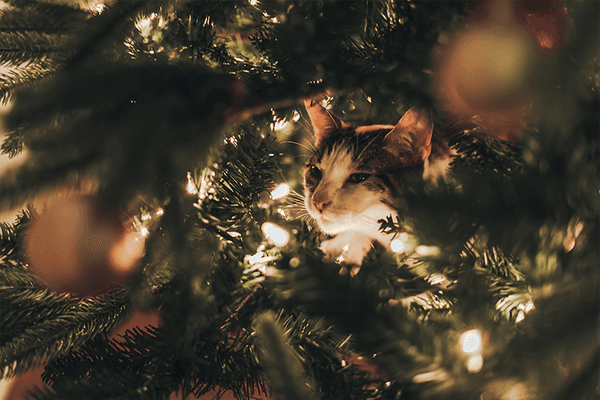 Les dangers des fêtes de fin d’année à éviter