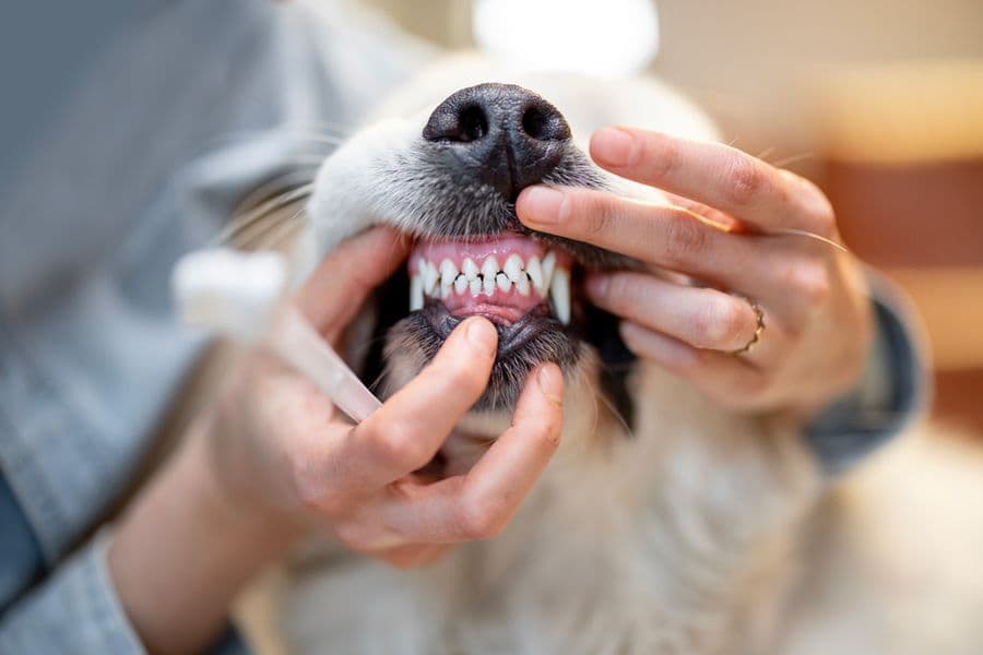 How to Clean My Pet’s Teeth?