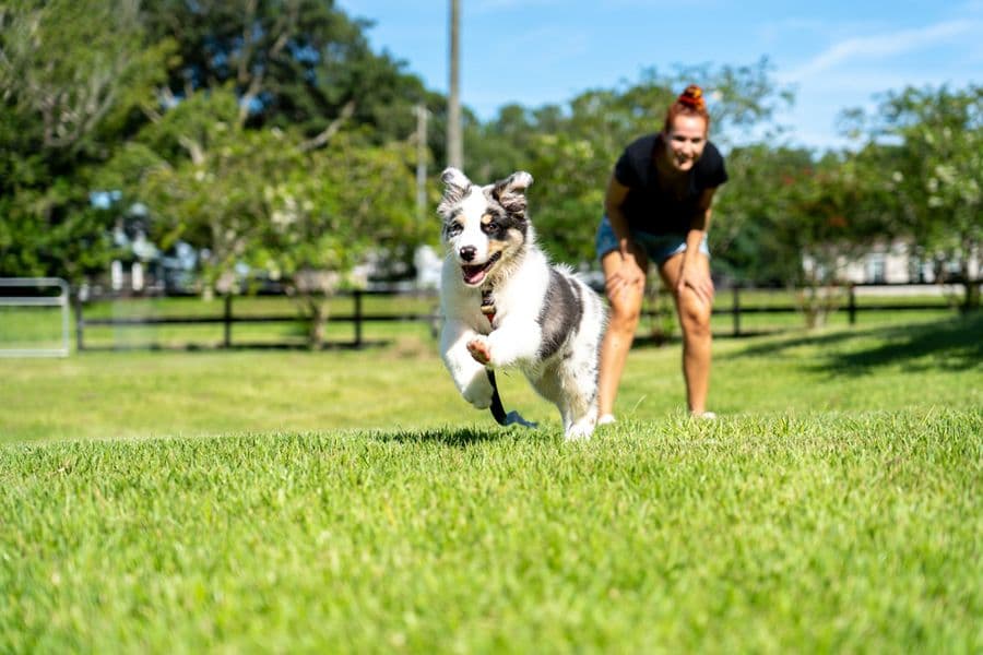 Moving with Your Dog