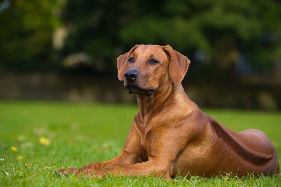 En Afrique, le Rhodesian Ridgeback