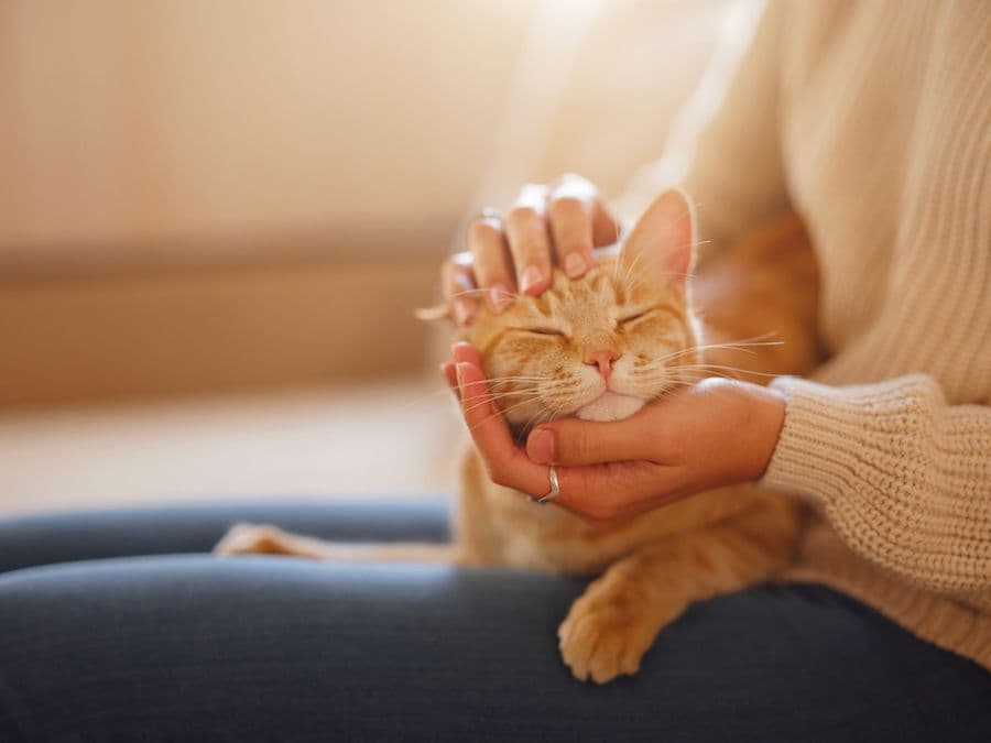 Le microbiote des chiens et des chats