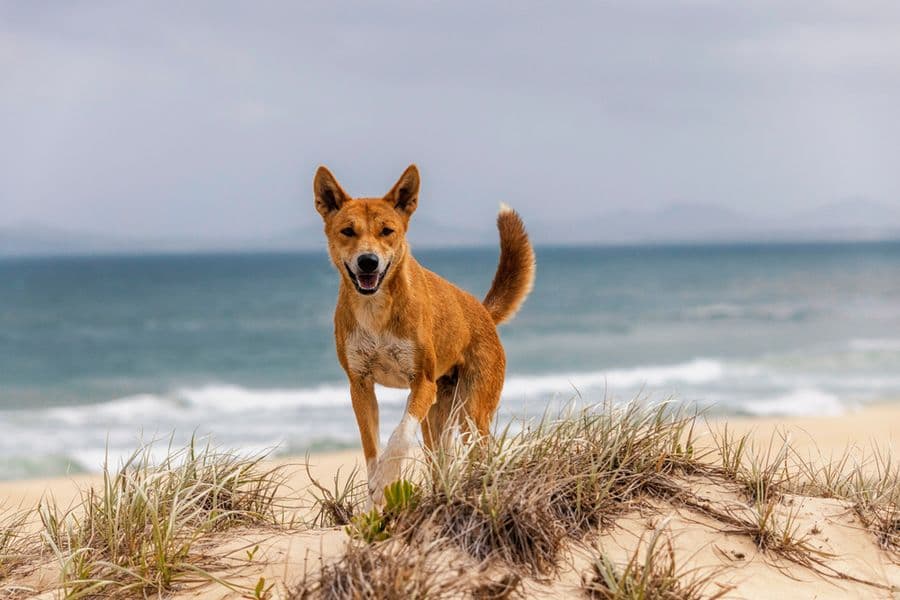 En Océanie, le Dingo