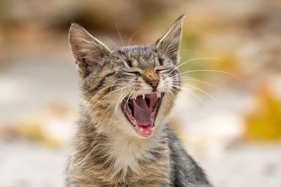 Quand mon chat a mal aux dents…