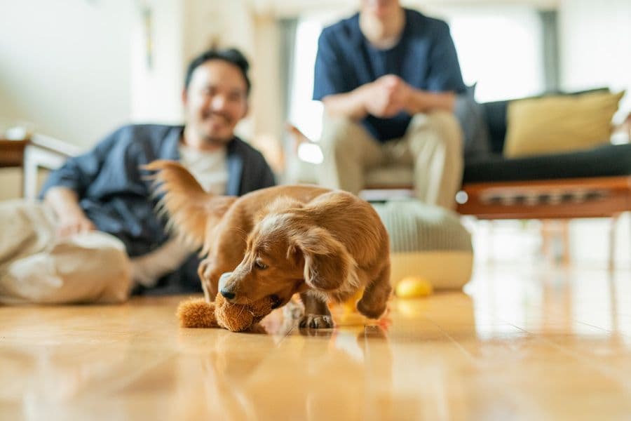 How to Comfort My Dog When They're Scared