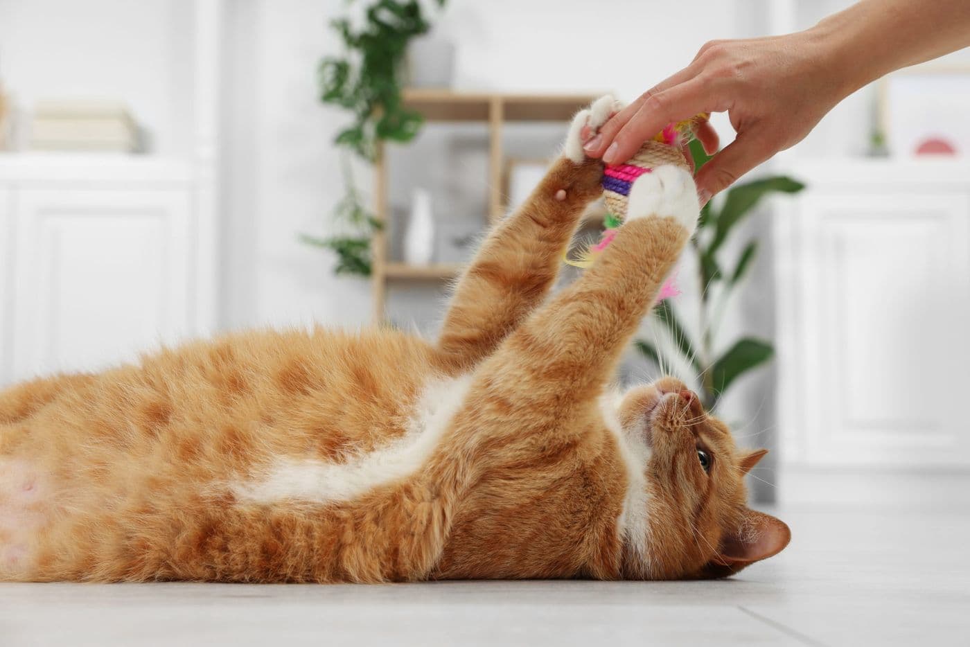 Engaging Activities to Prevent Boredom in Dogs and Cats