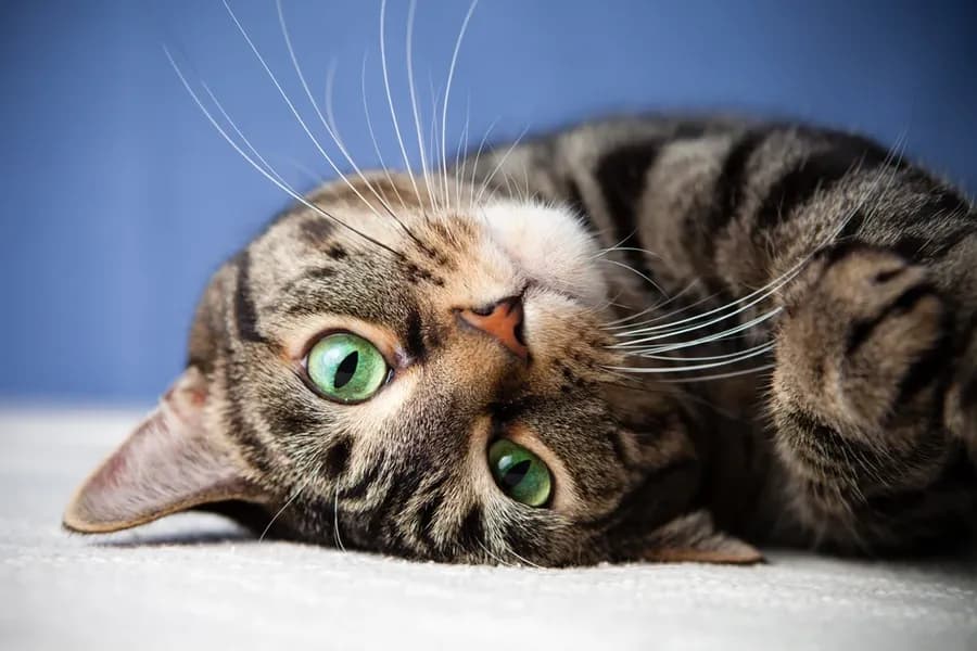 How Do Our Pets See?
