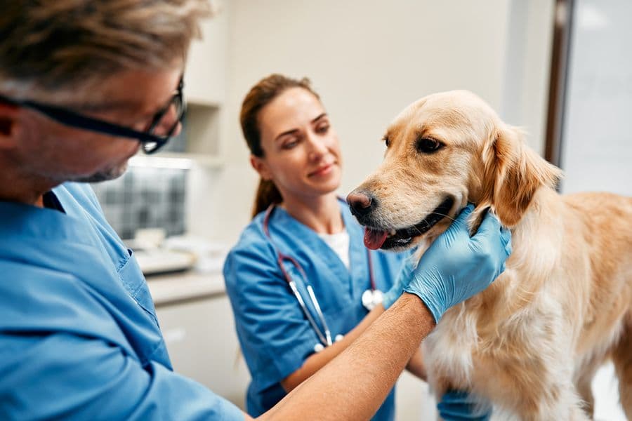 Les entéropathies chroniques du chien et du chat