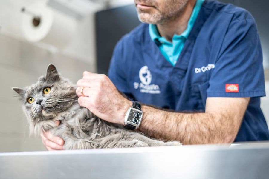 Mon animal ferme l’œil : quand consulter ?