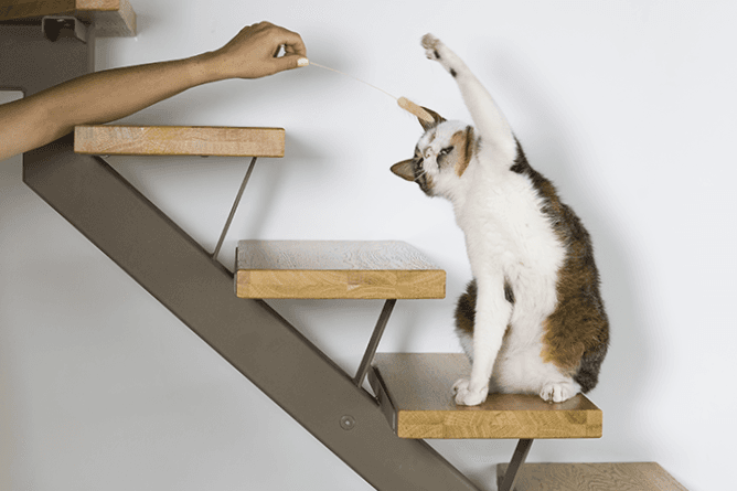 Improving My Cat’s Mobility: Understanding Arthritis and Taking Daily Action