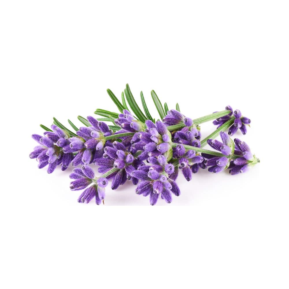 Etherische lavendelolie