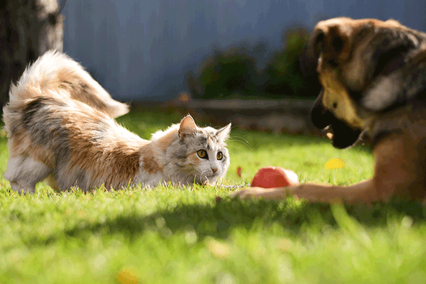 Gelenke von Hund und Katze: Warum der Herbst der richtige Zeitpunkt zum Handeln ist