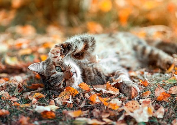 Mue et premiers froid : comment aider la peau de votre animal à passer en automne.