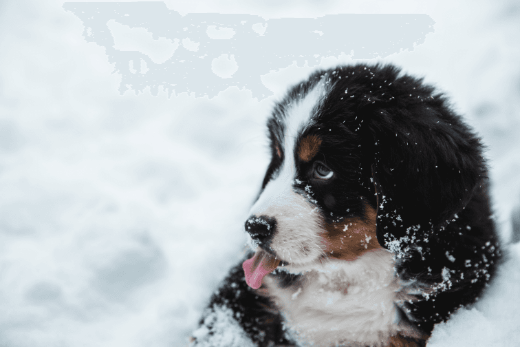 Cold-Adapted Breeds