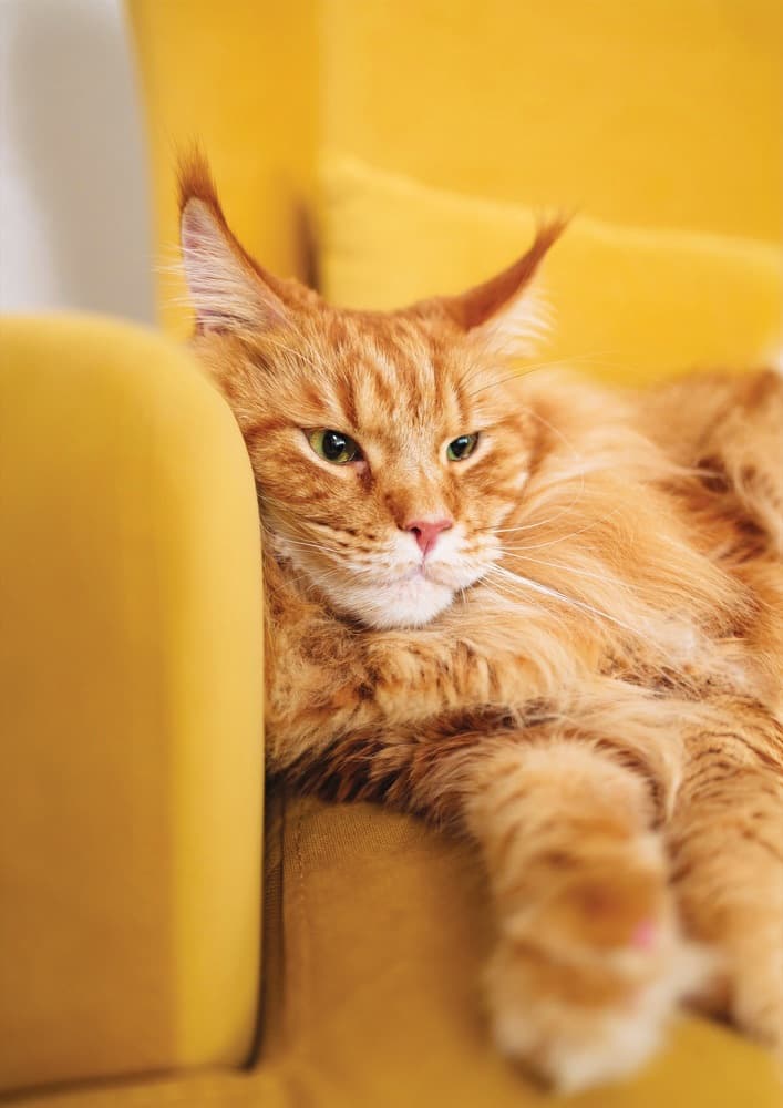 Confort urinaire