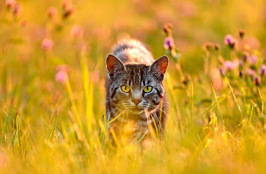 Les Acides Gras Polyinsaturés (AGPI) : quels sont-ils ?