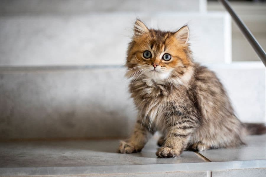 Preparing for Your Kitten’s Arrival