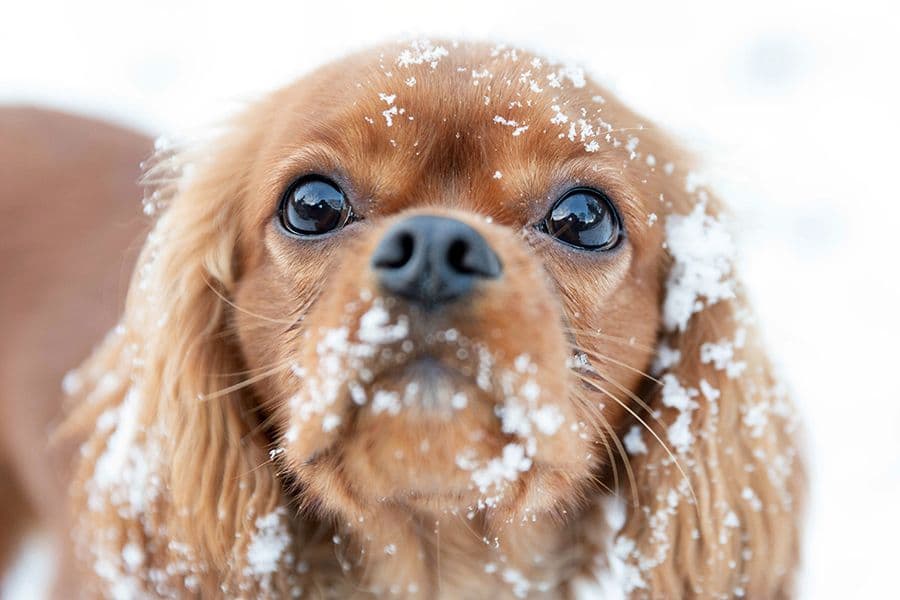 Les conséquences de l’ingestion de neige