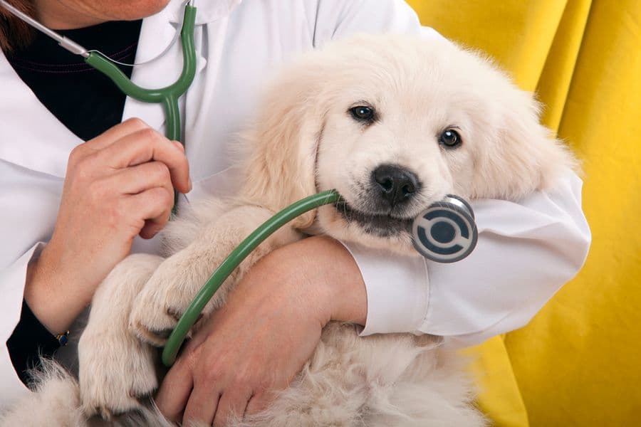 Her First Vet Visit