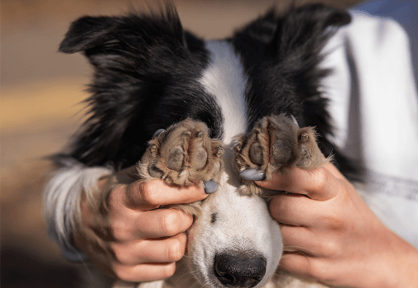 Mon animal se frotte l’œil : quand faut-il consulter ?