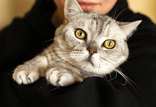 Les spécificités de l’œil du chat