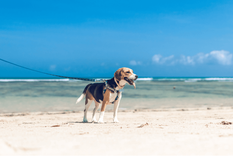 What Exercises Can Help My Pet Lose Weight?