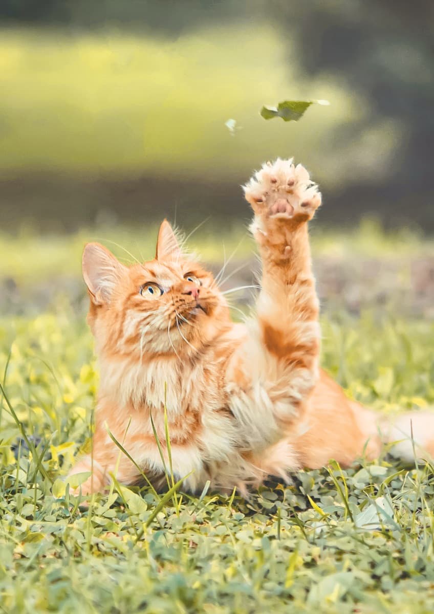 Chat orange étirant ses pattes