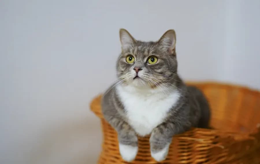 Le coryza du chat