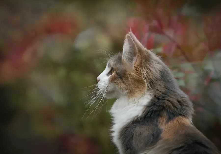 Essential Oils for Our Pets: Good or Bad Idea?