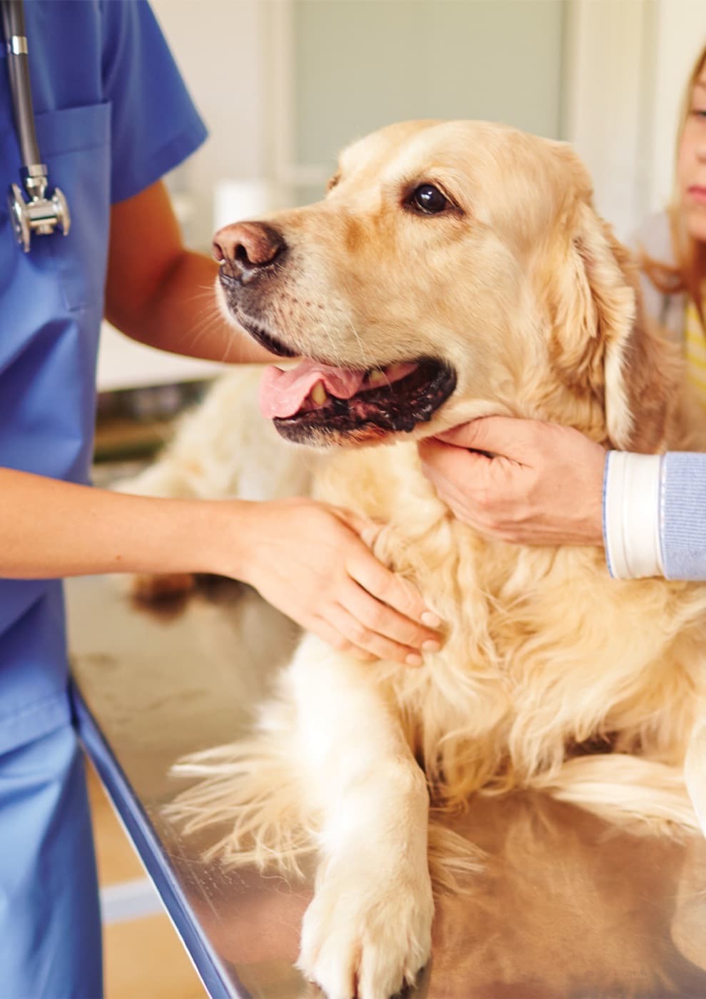 Vétérinaire avec un chien