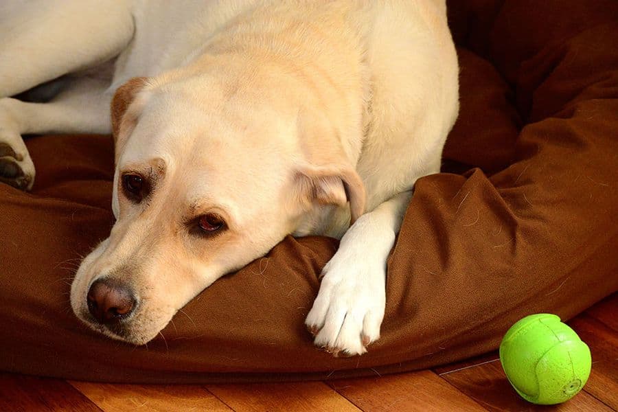 My dog struggles to get out of his bed
