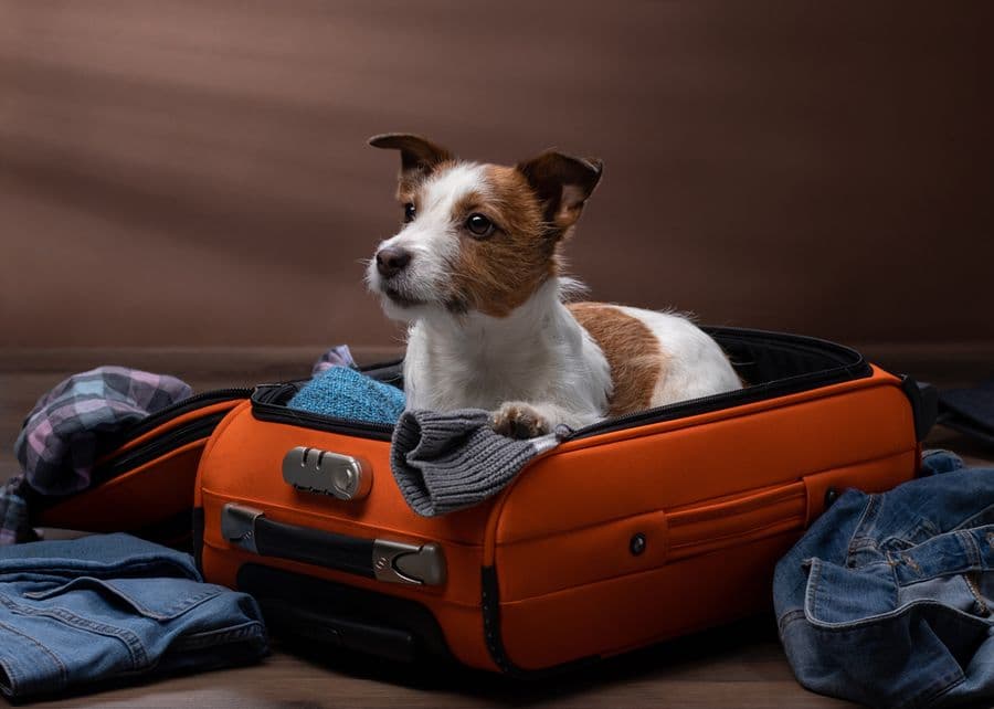 Prévenir le stress du départ en vacances