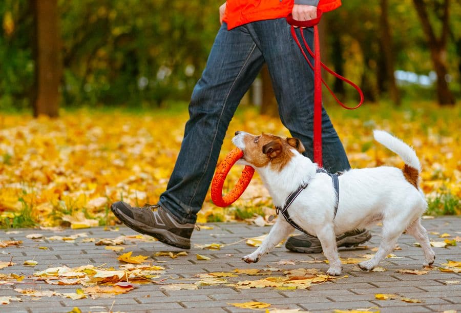 Comment améliorer la mobilité de mon animal ?