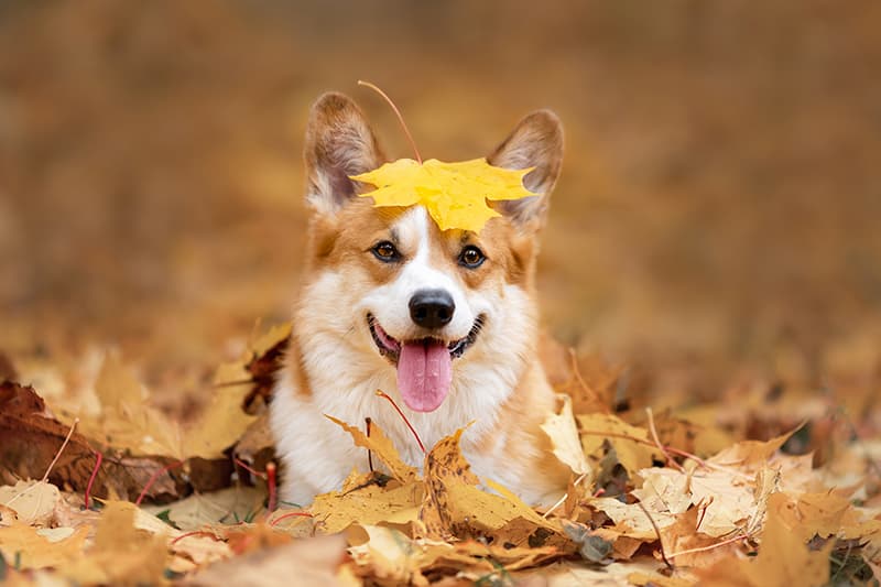 First cold snaps: protect your pet’s paw pads and skin