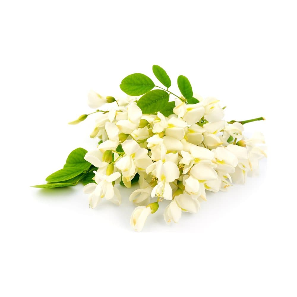 Acacia