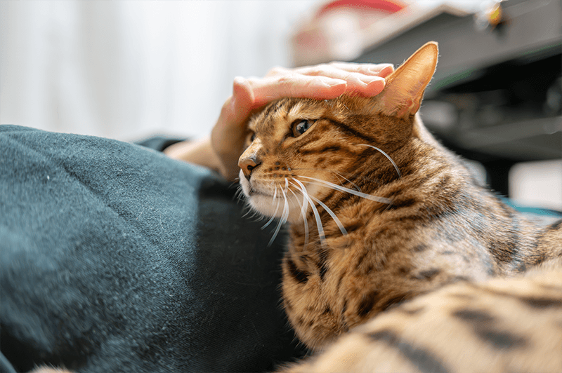 Pourquoi donner des « biotics » à son chien ou son chat ?
