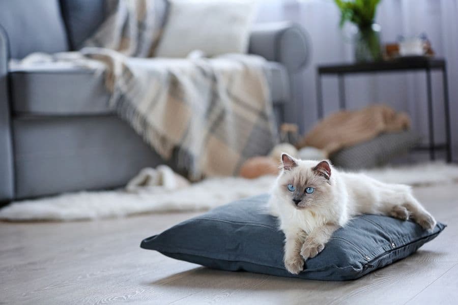 The Importance of Diet on Skin and Coat Quality in Dogs and Cats