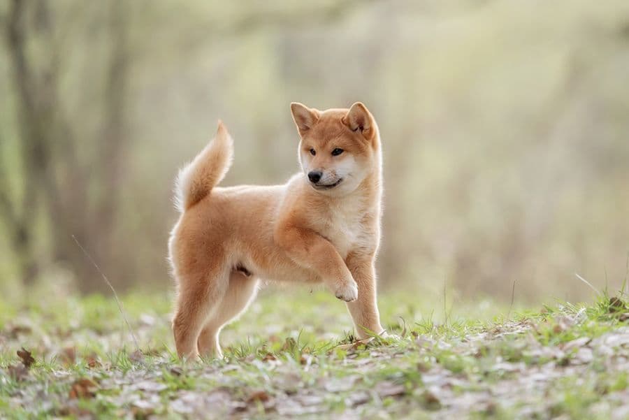 En Asie, le Shiba Inu