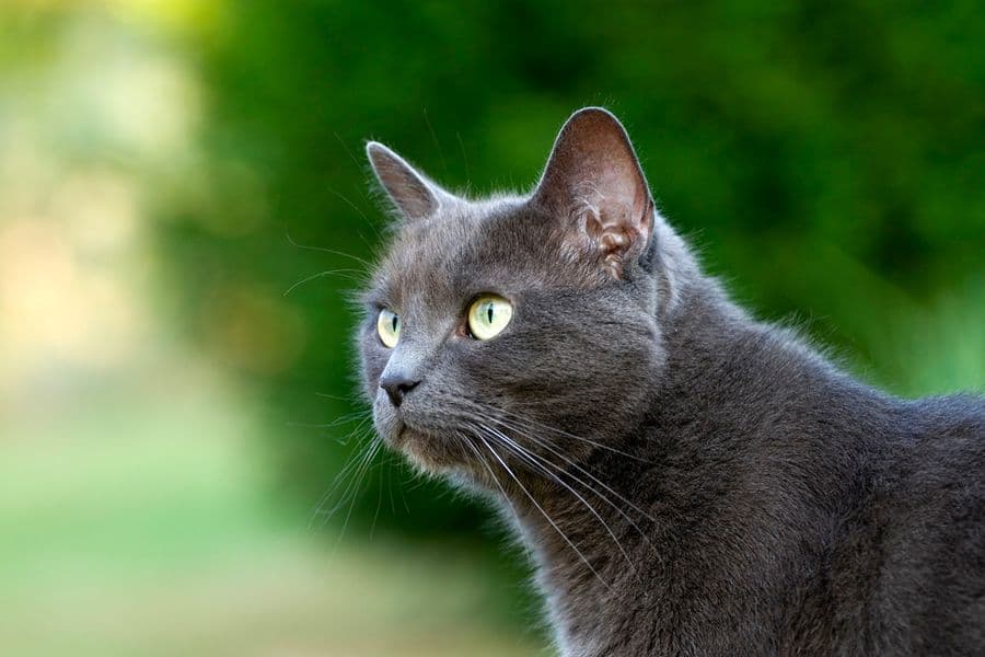 Le Chartreux : un compagnon félin d’exception